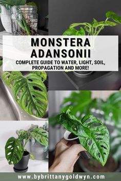 monstera adonisi is the perfect way to grow and care for your houseplants