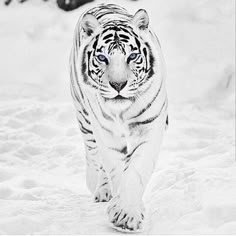 a white tiger with blue eyes walking through the snow in front of a black and white background