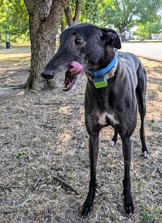 a black dog standing on top of a dry grass field next to a tree and dirt ground