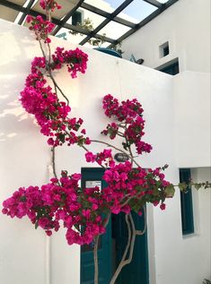 pink flowers growing on the side of a white building