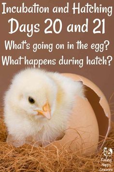 an egg laying in hay with the words, incubation and hatching days 20 and 21 what's going on in the egg?