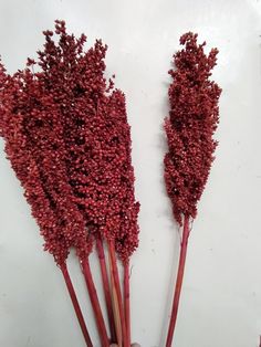 two stalks of red flowers are being held by someone's hand