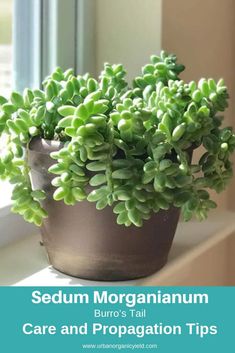 a potted plant sitting on top of a window sill with the words sedum