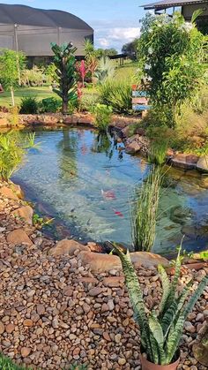 a small pond surrounded by rocks and plants