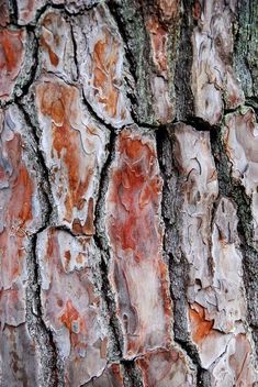 the bark of an old tree with red and white paint on it