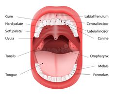 Teeth Diagram, Mouth Anatomy, Human Mouth, Soft Palate, Snoring Remedies, Sistem Pencernaan, Reflexology Chart, Stop Snoring, How To Stop Snoring