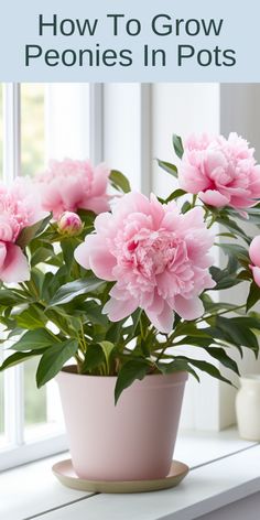 pink peonies in pot on window sill with text overlay how to grow peonies in pots