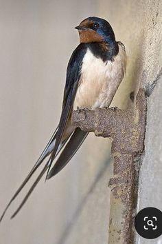 a small bird perched on top of a rusted metal pole next to a wall