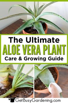 the ultimate aloe vera plant care and growing guide