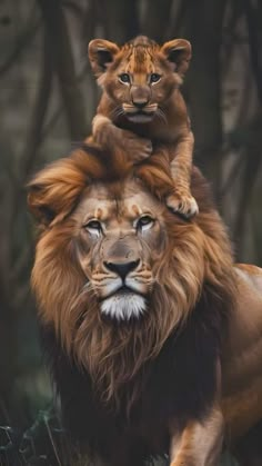 a lion is riding on the back of a smaller lion in front of some trees