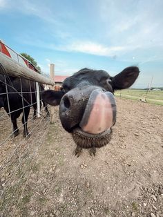 a cow sticking its head over a fence to look at the camera with it's tongue hanging out