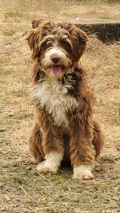 a brown and white dog sitting in the grass