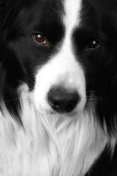 a black and white dog with red eyes