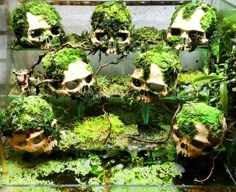 there are many skulls made out of plants in the glass case with moss growing on them