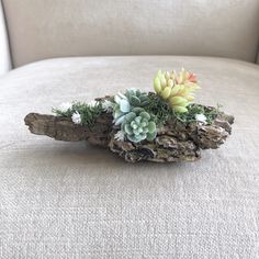 small succulents and other plants are placed on a piece of driftwood