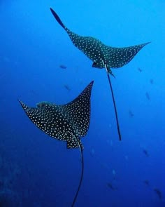 two large spotted fish swimming in the ocean