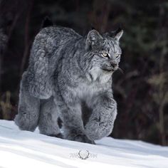 a gray cat walking across snow covered ground