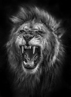 a black and white photo of a lion with its mouth open