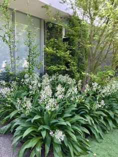 some white flowers are growing in front of a building with trees and bushes around it