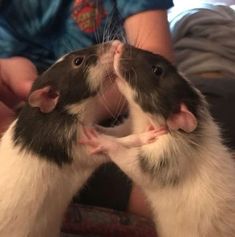 two black and white rats are touching each other's noses in front of the camera