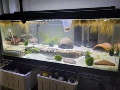 an aquarium with rocks and plants in it