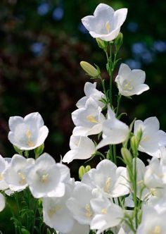 white flowers are blooming in the garden