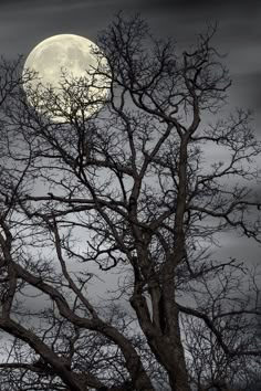 a full moon is seen through the branches of a tree in front of a cloudy sky