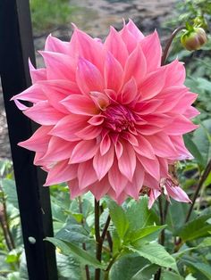 a large pink flower sitting on top of a lush green field