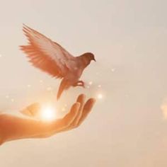 a person's hand holding a bird in the air with sunlight shining through it