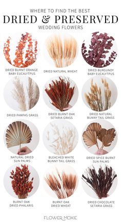 the different types of dried flowers are shown in this graphic diagram, which shows where to find