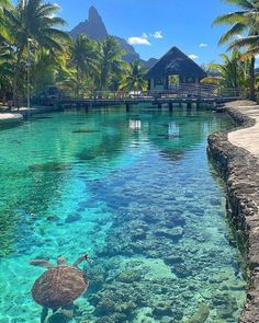 a turtle swimming in clear blue water next to palm trees and a dock on the other side