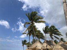 palm trees and thatched huts line the beach