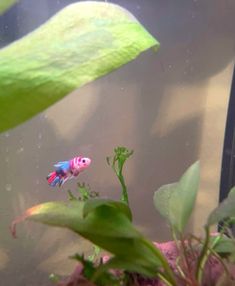 a pink and blue fish in an aquarium with green plants on the bottom right side