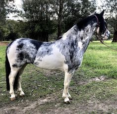 a black and white horse standing on top of a grass covered field with trees in the background