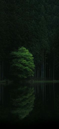 a lone tree stands in the middle of a lake surrounded by tall, green trees