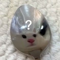 a white cat is sitting in a spoon with a question mark on it's face