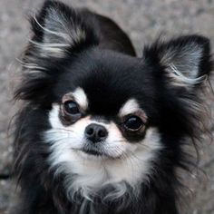 a small black and white dog sitting on the ground