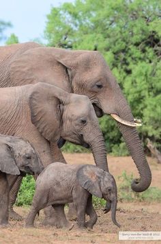 an adult elephant and two baby elephants walking in the dirt with trees in the background