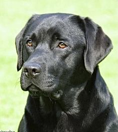 a black dog is sitting in the grass