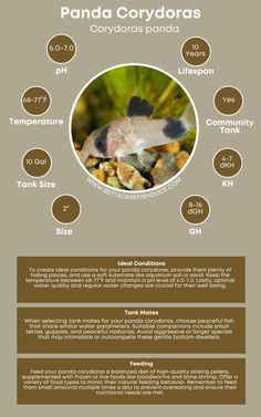 an info sheet showing the different types of fish and their names in english, spanish, and