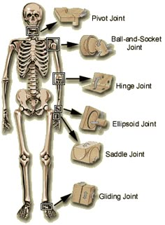 a diagram of the bones and their major functions