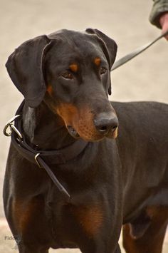 a black and brown dog standing on top of a cement ground next to a person