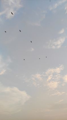 there are many birds flying in the sky