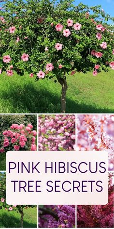 Discover the stunning beauty of the Hibiscus rosa-sinensis 'Pink'! Learn how to coax vibrant pink flowers and unique growth habits from this showy tree. Trees With Pink Flowers, Hibiscus Tree, Fringe Tree, Weeping Cherry Tree, Pink Flowering Trees, Mimosa Tree, Eastern Redbud, Flowering Cherry Tree, Planting Trees