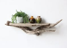 three vases are sitting on top of driftwood shelves, one is holding plants