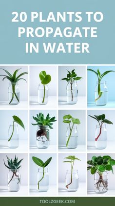 there are many plants in glass vases with the words 20 plants to propagate in water