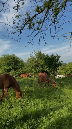 two horses grazing in the grass under a tree