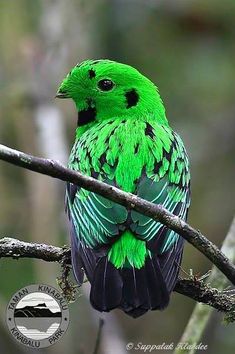 a green and black bird sitting on top of a tree branch