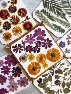 pressed flowers and leaves are displayed on paper