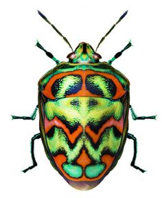 an orange and green bug on a white background